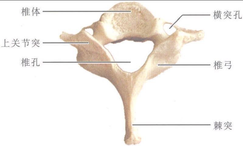 图1-1-7 第7颈椎(上面)